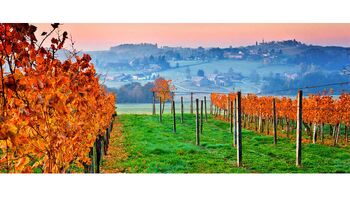 Obišči vinorodne griče in vinarje