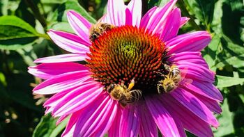 Doživetje zelišč in degustacija zeliščnih izdelkov in pripravkov