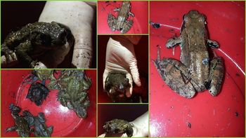 Če želite pomagati žabicam čez cesto