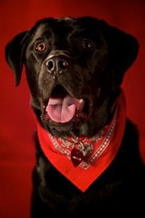 TAČKE POMAGAČKE SE VRAČAJO!