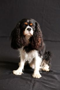 TAČKE POMAGAČKE TAČKE POMAGAČKE