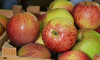 PREDAVANJE dr. Jana Bizjaka z degustacijo starih in novih na škrlup odpornih sort jabolk