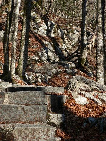 Kolesarski izlet - Top trails of Bohinj