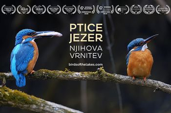 PTICE JEZER - KINO POD TRIGLAVOM
