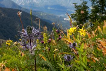 16. Mednarodni festival alpskega cvetja