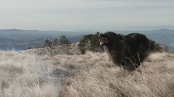 Kino pod Triglavom dokumentarni film o kraškem ovčarju