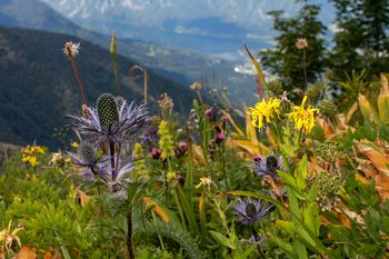DAN ALPSKE MOŽINE - Planina za Liscem pod Črno prstjo 