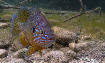 Premiera filma Ribe Bohinja in njihovo skrito življenje