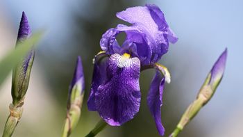 Pojdimo skupaj do bohinjske perunike, voden botanični izlet na Rudnico z dr. Petrom Skobernetom