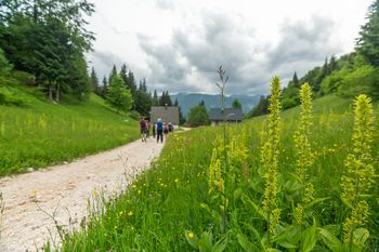 Bogastvo grbinastih travnikov, voden botanični izlet na Vogar