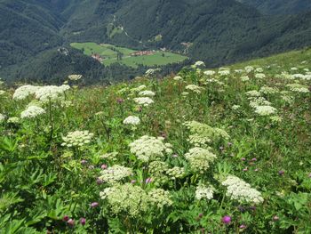 Stržiškarski dan cvetja Črne Prsti