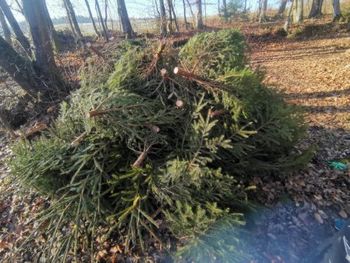 Pojasnilo: Smrekice iz mestnega parka