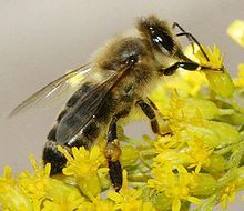 Varoza čebel - območje Bukovje v občini Šentjur