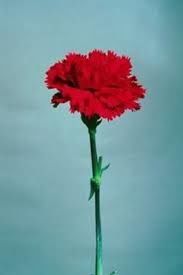 ČESTITKE IN HVALA OB 1.MAJU