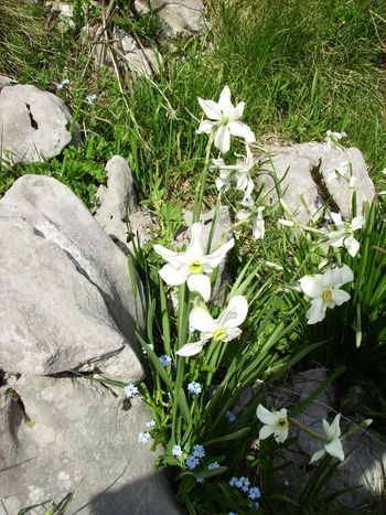 Čavenske rožice - gorski narcis