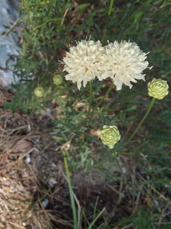 Čavenske rožice Čavenske rožice