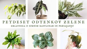 50 Odtenkov zelene 2.0