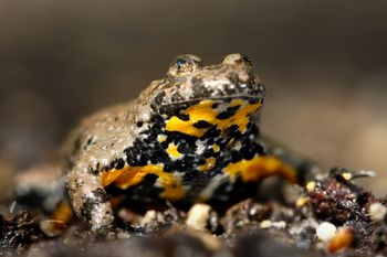 Spoznajte dvoživke Ljubljanskega barja od blizu