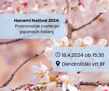 HANAMI festival 2024: praznovanje cvetenja japonskih češenj