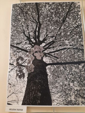Fotografska razstava "Ohranimo drevo"