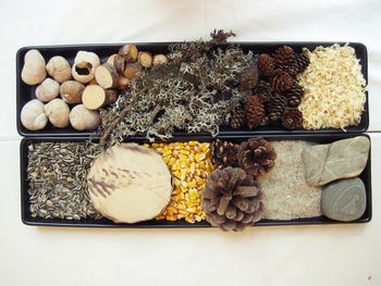 Sprehod in pobiranje naravnih materialov