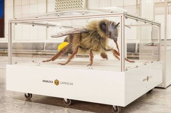 Čebela velikanka v Preboldu in ostale aktivnosti ČD Prebold ob 70. letnici 