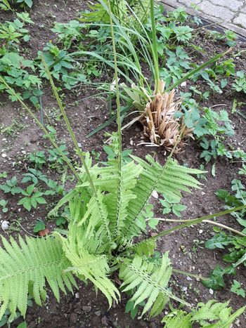 Prejeli smo: invazija otrok na moje okrasne rastline