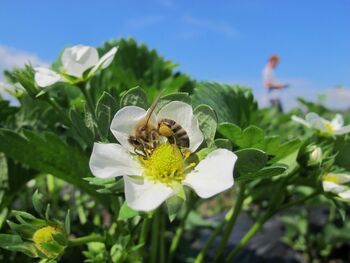Odprtje razstave "Opraševalci okrog nas" in delavnica predstavnikov društva za varstvo opraševalcev, Čmrljica 