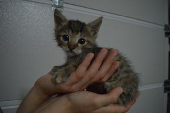 Tri mucke in mucek iščejo dom  - oddani 12.9.2016