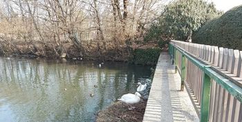 Labodji par gnezdi na Tivolskem ribniku