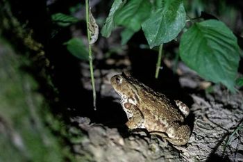 Že štirinajst let skrbimo za dvoživke ob Večni poti