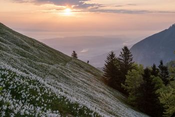 Tudi letos med narcise z avtobusom