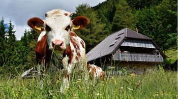 Pastirska pot Begunje