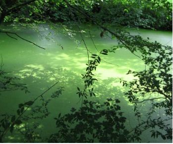 Pot med vrelci življenja