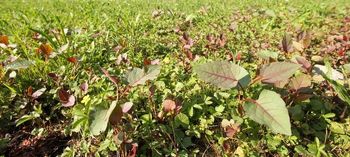 Posvet – Invazivne tujerodne vrste na Gorenjskem