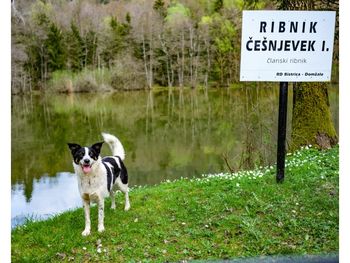Sprehajalna rekreacijska pot pod krošnjami
