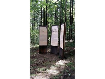 Sprehajalna rekreacijska pot pod krošnjami