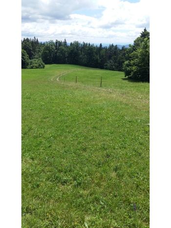 Sprehajalna rekreacijska pot pod krošnjami