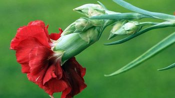 Praznično voščilo