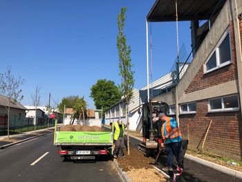 Na obnovljeni Stritarjevi ulici sadimo hrastov drevored