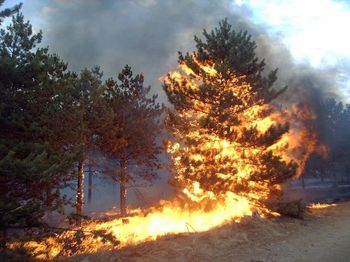 Razglašena velika požarna ogroženost naravnega okolja od 1. 7. dalje - prepoved kurjenja