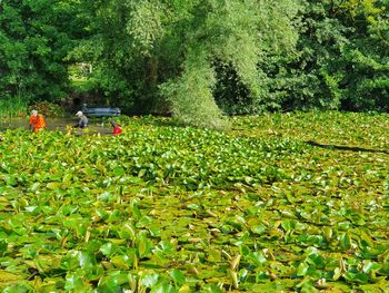 Odstranjujemo lokvanje na Tivolskem ribniku