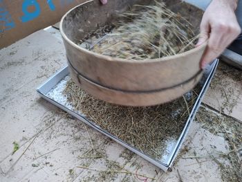 V projektu Life for seeds začeli s pobiranjem semen