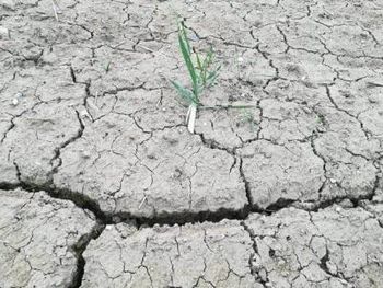 Zbiranje prijav škode po suši 2022