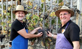 Na gradu Žovnek odtrgali potomko najstarejše trte na svetu