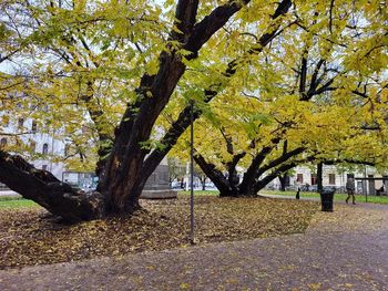 V Miklošičevem parku bomo izvedli deratizacijo