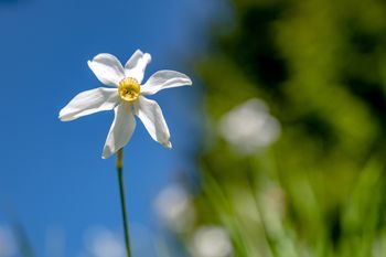 Obvestilo o režimu umirjanja prometa v času cvetenja narcis
