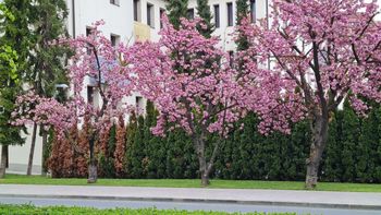 Cvetoče češnje v Zagorju