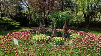 Razstava tulipanov in pomladnega cvetja v Mozirskem gaju se nadaljuje
