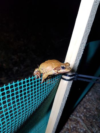 Na Šinkovem turnu so tudi v letu 2022 postavili ograjo za zaščito zavarovanih dvoživk pred povozom